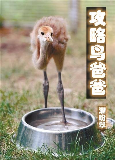 《攻略鳥爸爸》